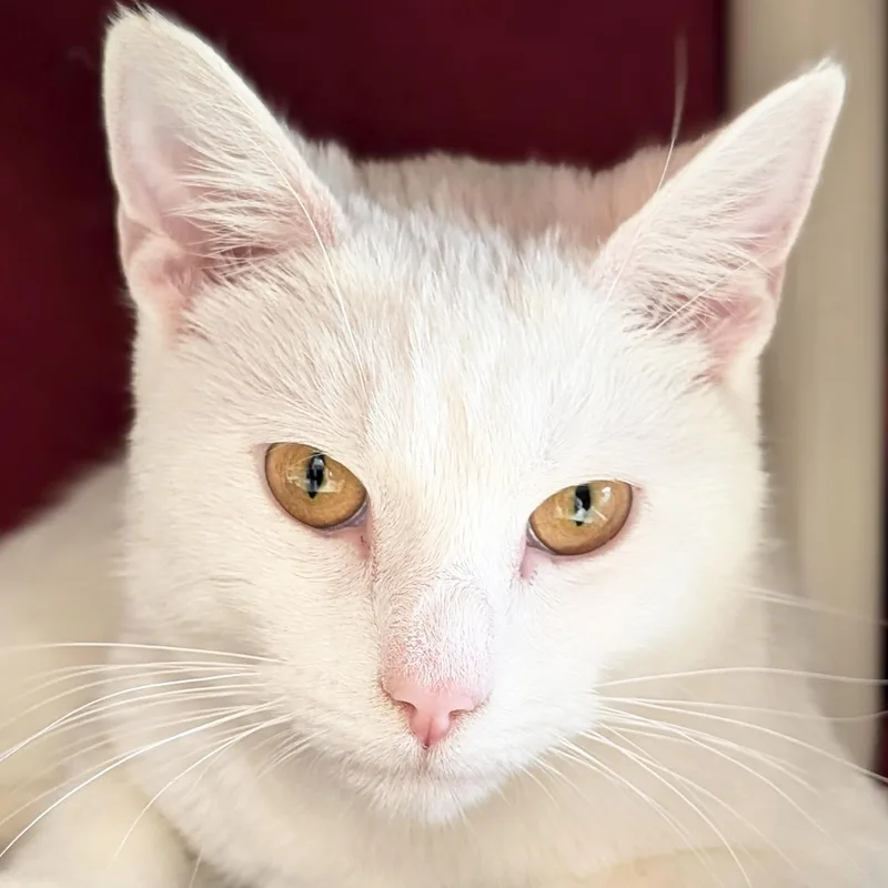 An adult medium-sized male White Domestic Short Hair cat named Casper for adoption in Jefferson, WI