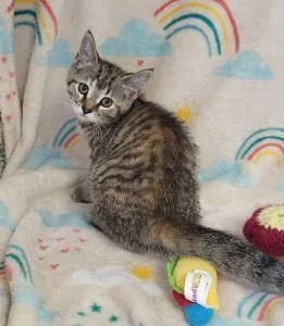 A young medium-sized female Domestic Short Hair cat named Carmen for adoption in Bucyrus, OH
