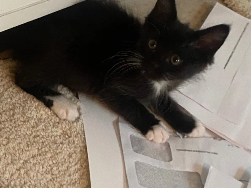 A baby small-sized male Domestic Short Hair cat named Montego for adoption in Newnan, GA