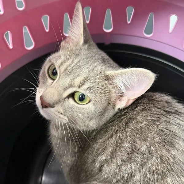 A young small-sized female Domestic Short Hair cat named Jayka for adoption in Des Moines, IA