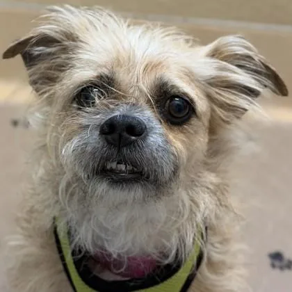 An adult small-sized female Mixed Breed dog named Scrunchie for adoption in Pleasanton, CA