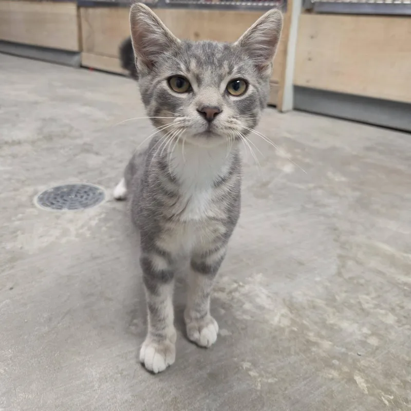 A young medium-sized male Tabby (Gray / Blue / Silver) Domestic Short Hair cat named Morris for adoption in Chilton, WI