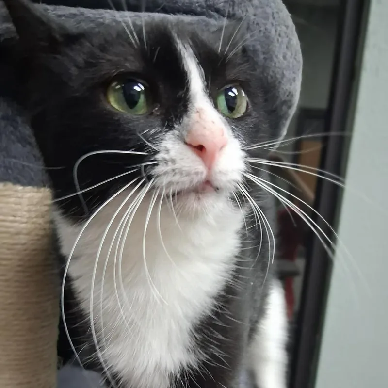 A young medium-sized female Domestic Short Hair cat named Kwik Star for adoption in Monticello, IA