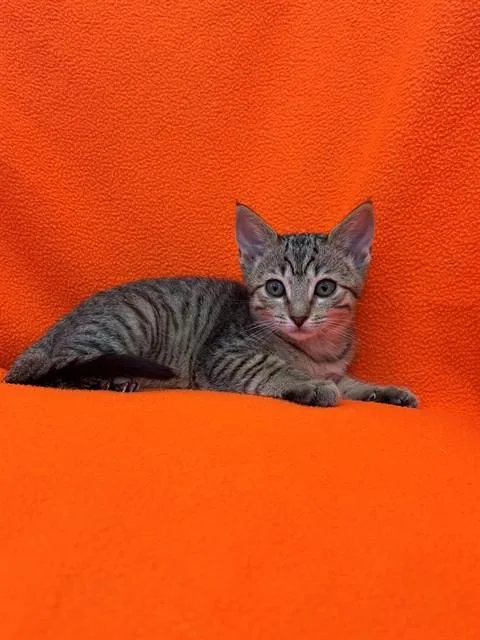 A baby medium-sized female Domestic Short Hair cat named Bloom for adoption in Forney, TX