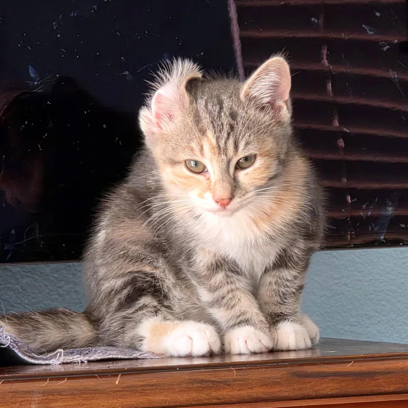A baby small-sized female Domestic Short Hair cat named Ska for adoption in Mission Viejo, CA