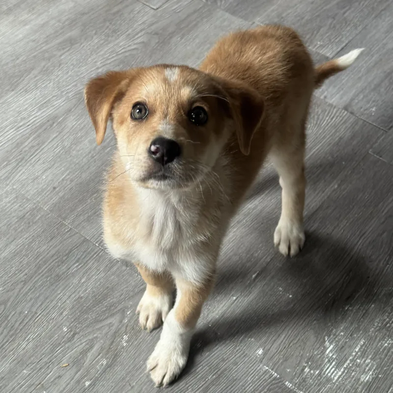 A baby medium-sized male Merle (Red) Mixed Breed dog named Buzz for adoption in Fredericksburg, VA