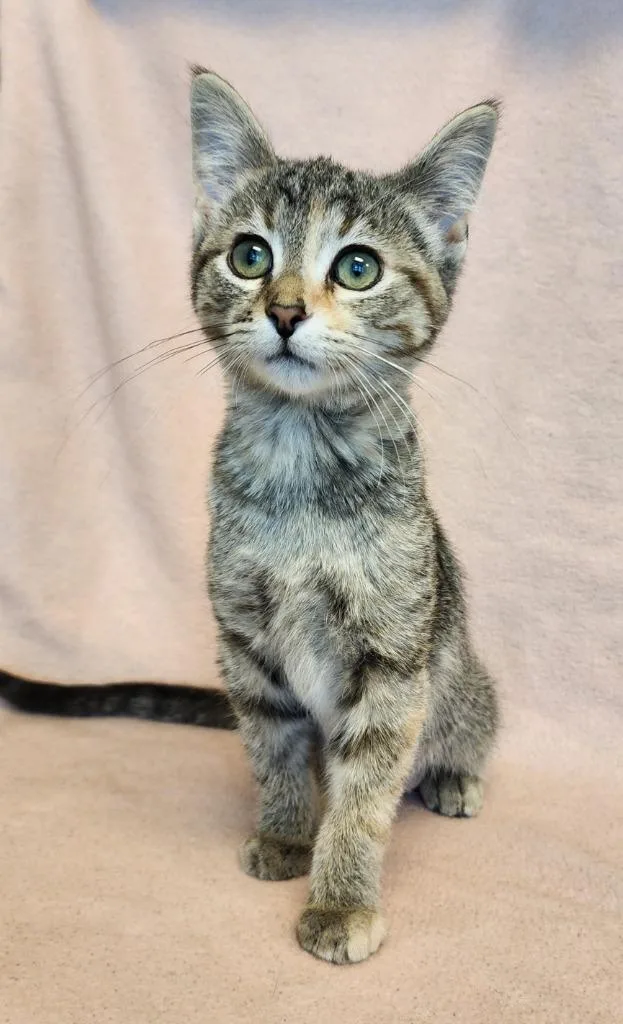 A baby medium-sized female Domestic Short Hair cat named Kit for adoption in Superior, WI