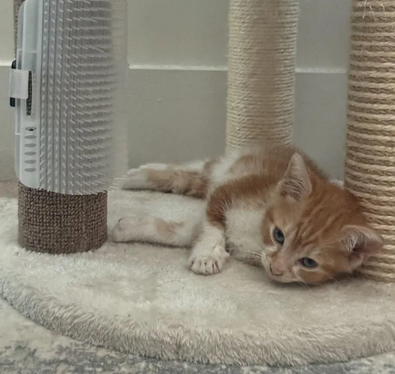 A baby medium-sized male Orange & White Domestic Short Hair cat named Ice Cream for adoption in Orlando, FL