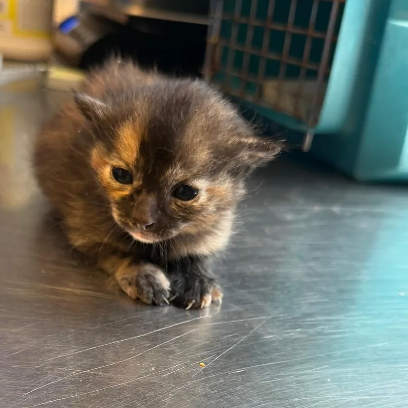 A baby small-sized male Torbie Domestic Short Hair cat named Diablo for adoption in Tuscaloosa, AL