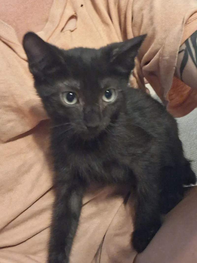 A baby medium-sized female Black Domestic Short Hair cat named Saturday for adoption in Carneys Point, NJ