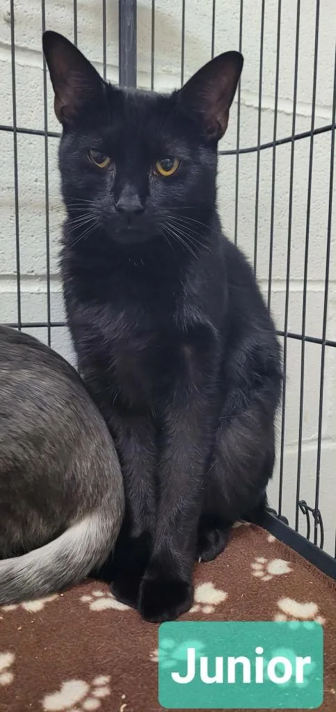 A young medium-sized male Domestic Short Hair cat named Junior for adoption in Richmond, IN