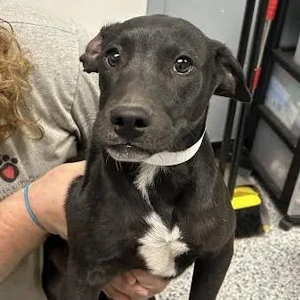 A young small-sized male Black Pit Bull Terrier dog named Shane for adoption in Birmingham, AL