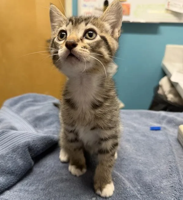 A baby small-sized male Domestic Short Hair cat named Hocus for adoption in Escondido, CA