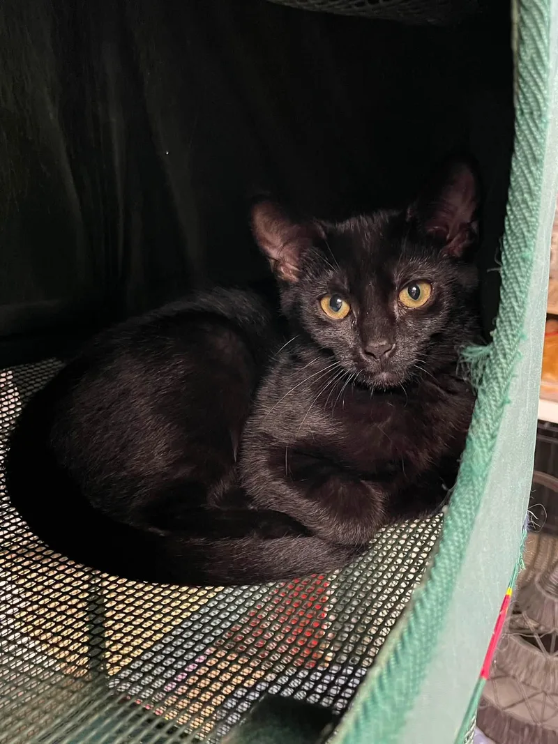 A baby medium-sized female Black Domestic Short Hair cat named Pegasus & Centaur for adoption in Sterling Heights, MI