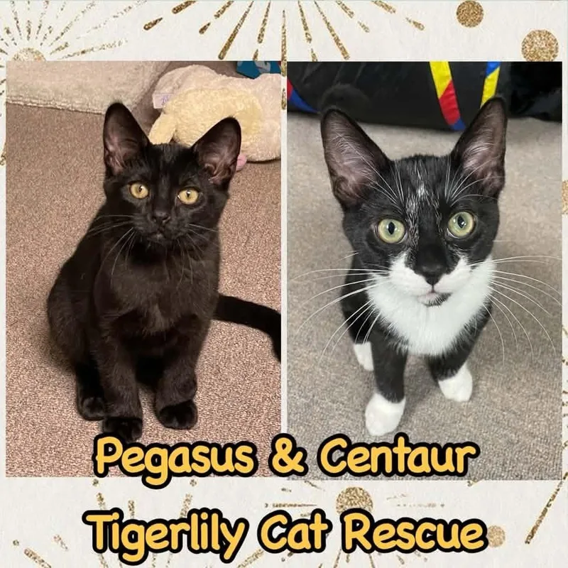 Pegasus & Centaur thumbnail 2