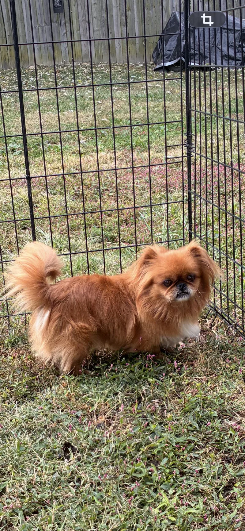 An adult small-sized male Pekingese dog named Clyde for adoption in Saint Louis, MO