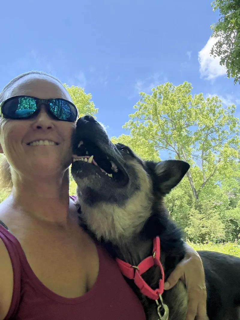 An adult medium-sized female German Shepherd Dog dog named Annabelle for adoption in Eagleville, TN