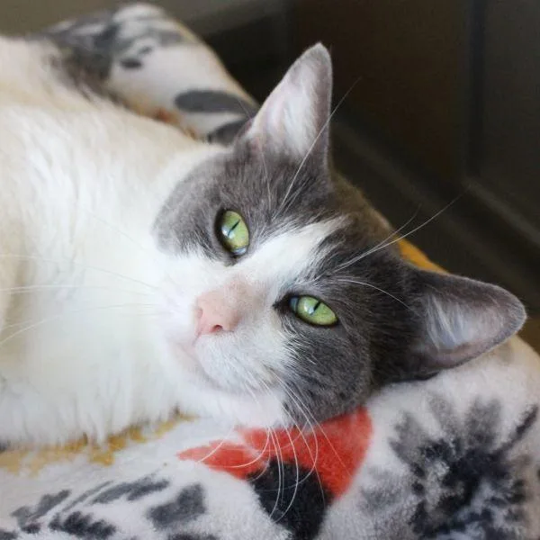 An adult medium-sized female Domestic Short Hair cat named Mia for adoption in Des Moines, IA
