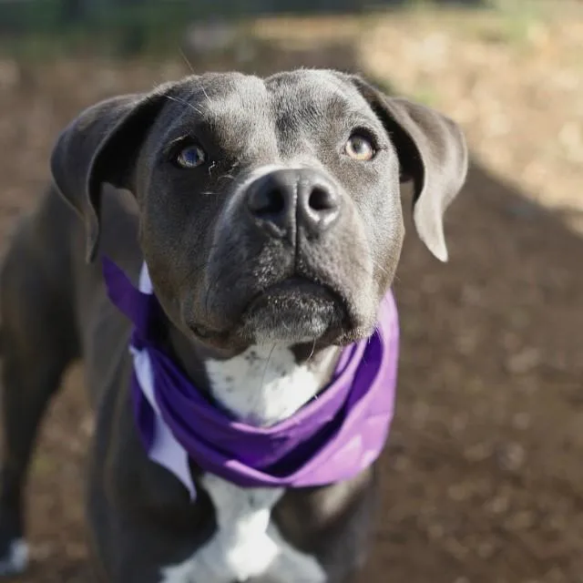 A young medium-sized female American Staffordshire Terrier dog named Skittles for adoption in San Antonio, TX