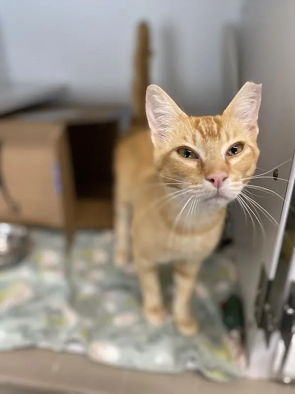 An adult medium-sized male Domestic Short Hair cat named Dino for adoption in Truckee, CA