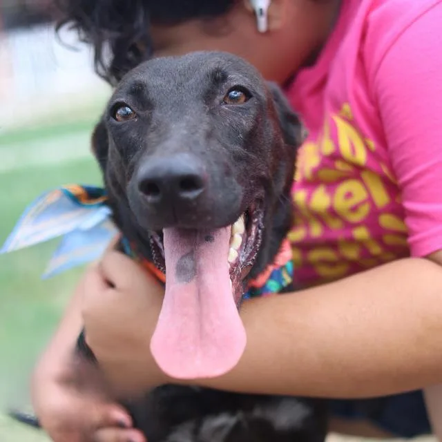 A young medium-sized male German Shepherd Dog dog named Posh for adoption in San Antonio, TX