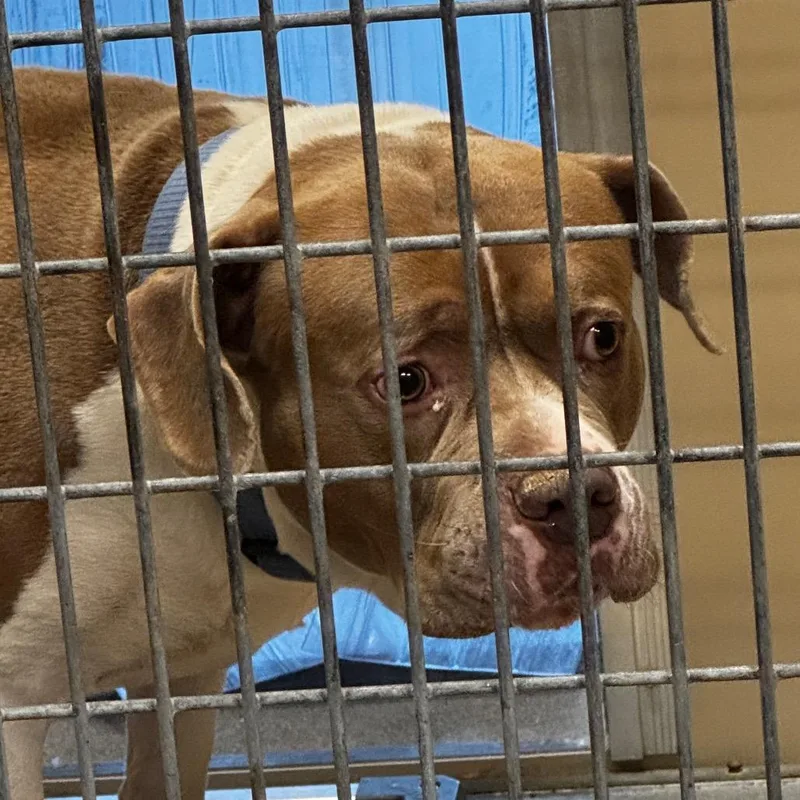 An adult small-sized male Brown / Chocolate Pit Bull Terrier dog named Voit for adoption in Henderson, NV