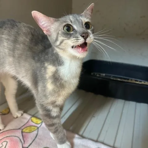 An adult medium-sized female Gray / Blue / Silver Russian Blue cat named Scottlynn for adoption in Enterprise, AL