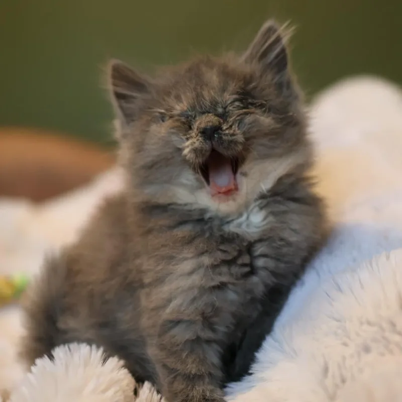 A baby small-sized female Gray / Blue / Silver Domestic Medium Hair cat named Dove Bonded w Sterling for adoption in Kennebunk, ME