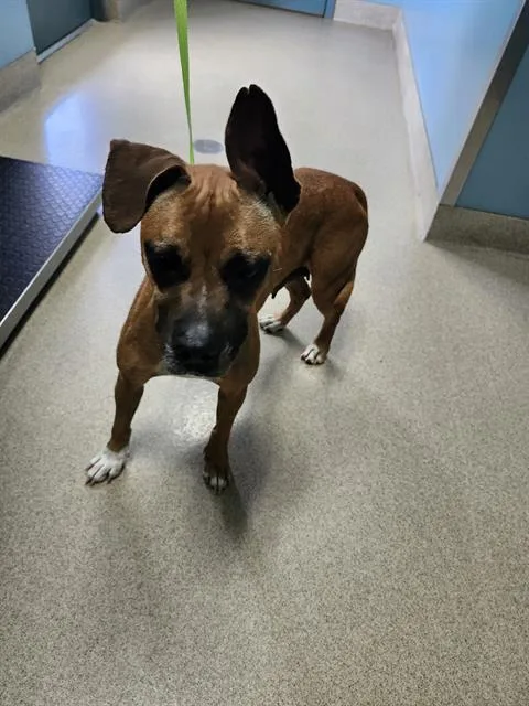 An adult medium-sized female Boxer dog named Brownie for adoption in Newton, NC