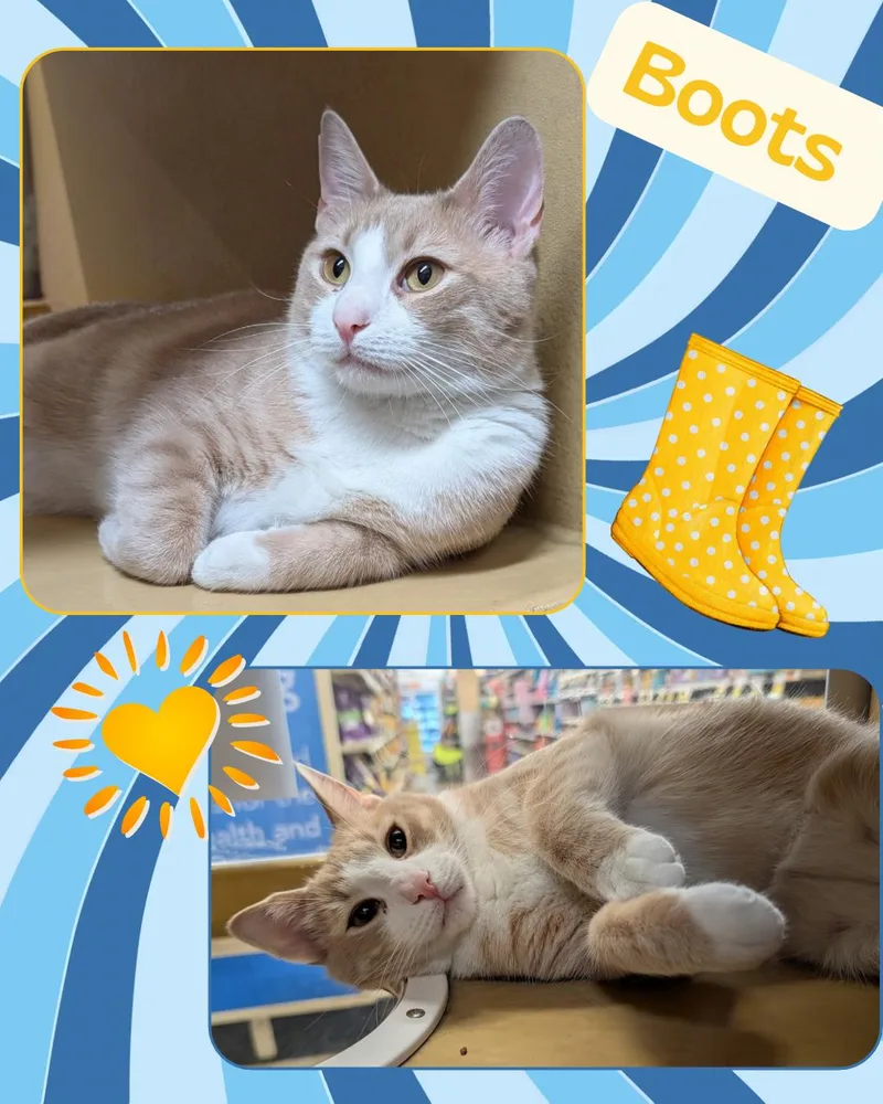 A young medium-sized male Orange & White Domestic Short Hair cat named Boots for adoption in Bronx, NY