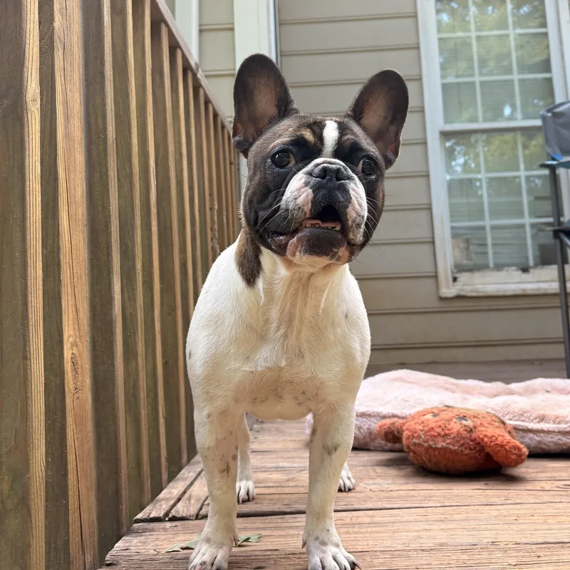 A young medium-sized female French Bulldog dog named Minnie for adoption in Charlotte, NC