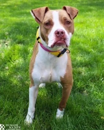 A young medium-sized female Pit Bull Terrier dog named Maggie for adoption in Hagerstown, MD