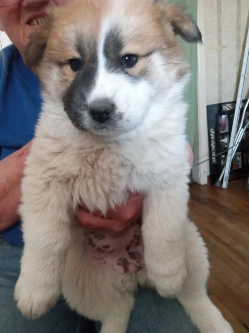 A young large-sized female Chow Chow dog named Sandy for adoption in Grafton, WI