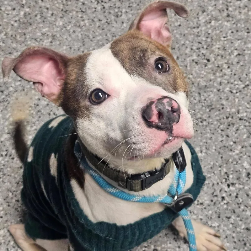 An adult medium-sized male Brindle Pit Bull Terrier dog named Kringle for adoption in Homewood, IL