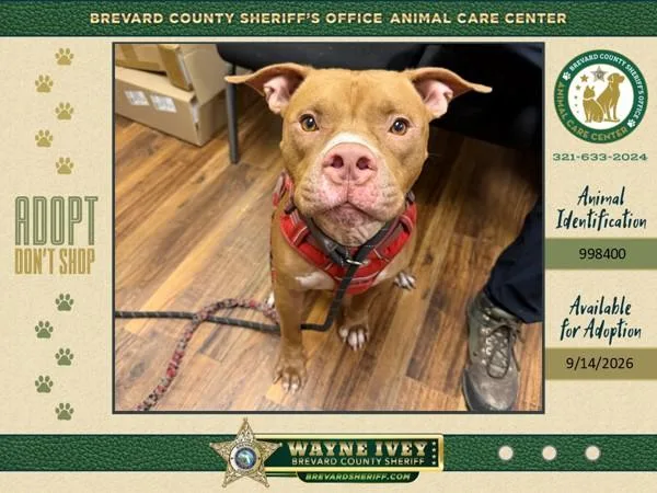 An adult medium-sized male Mixed Breed dog named Connor for adoption in Melbourne, FL