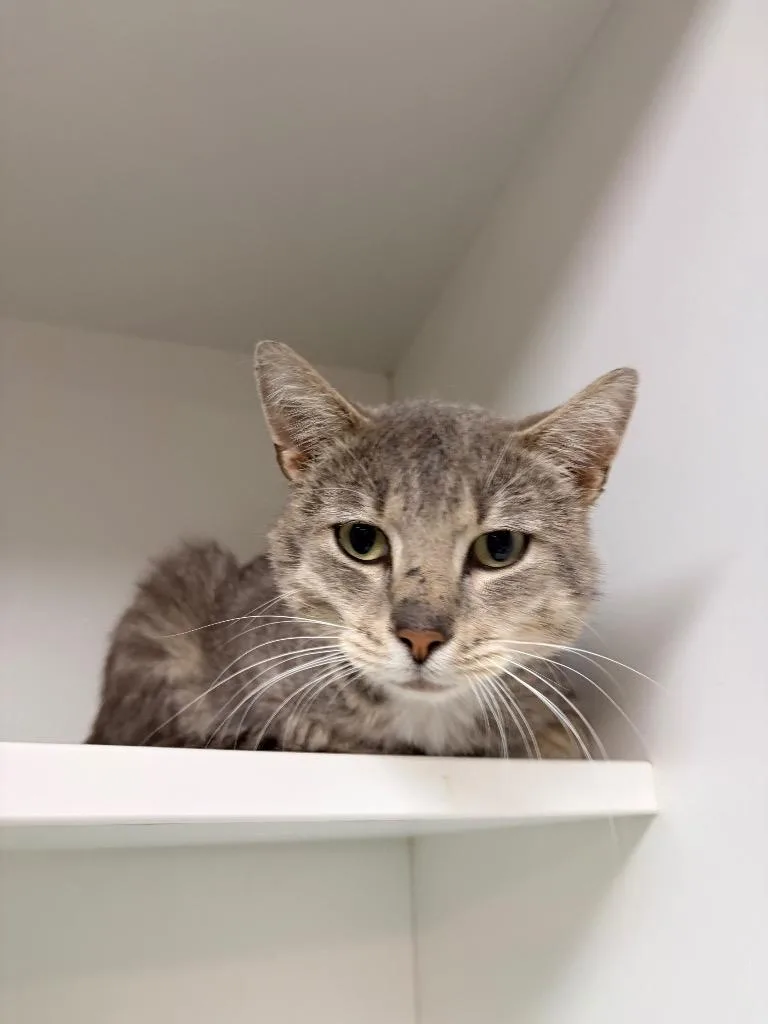 A young medium-sized male Domestic Short Hair cat named Oscar for adoption in Huntington, IN