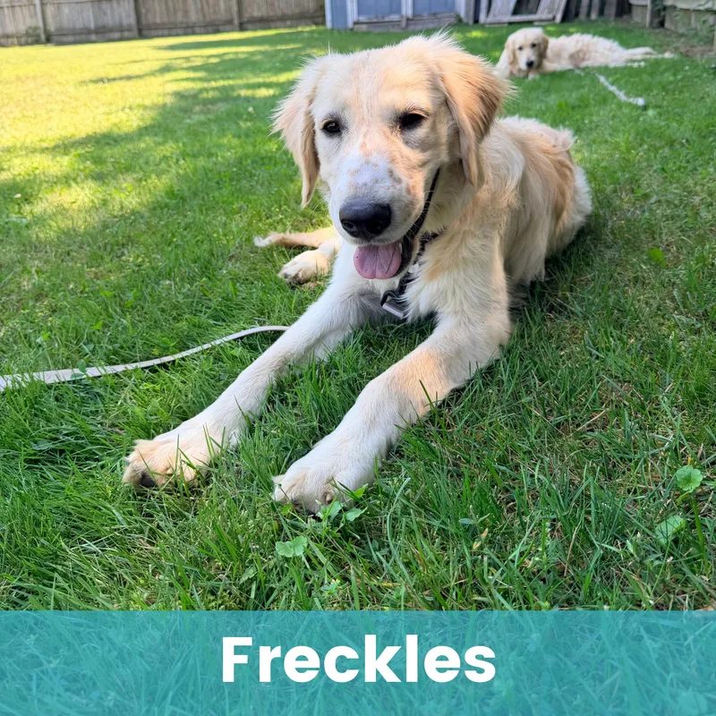 Freckles thumbnail 5