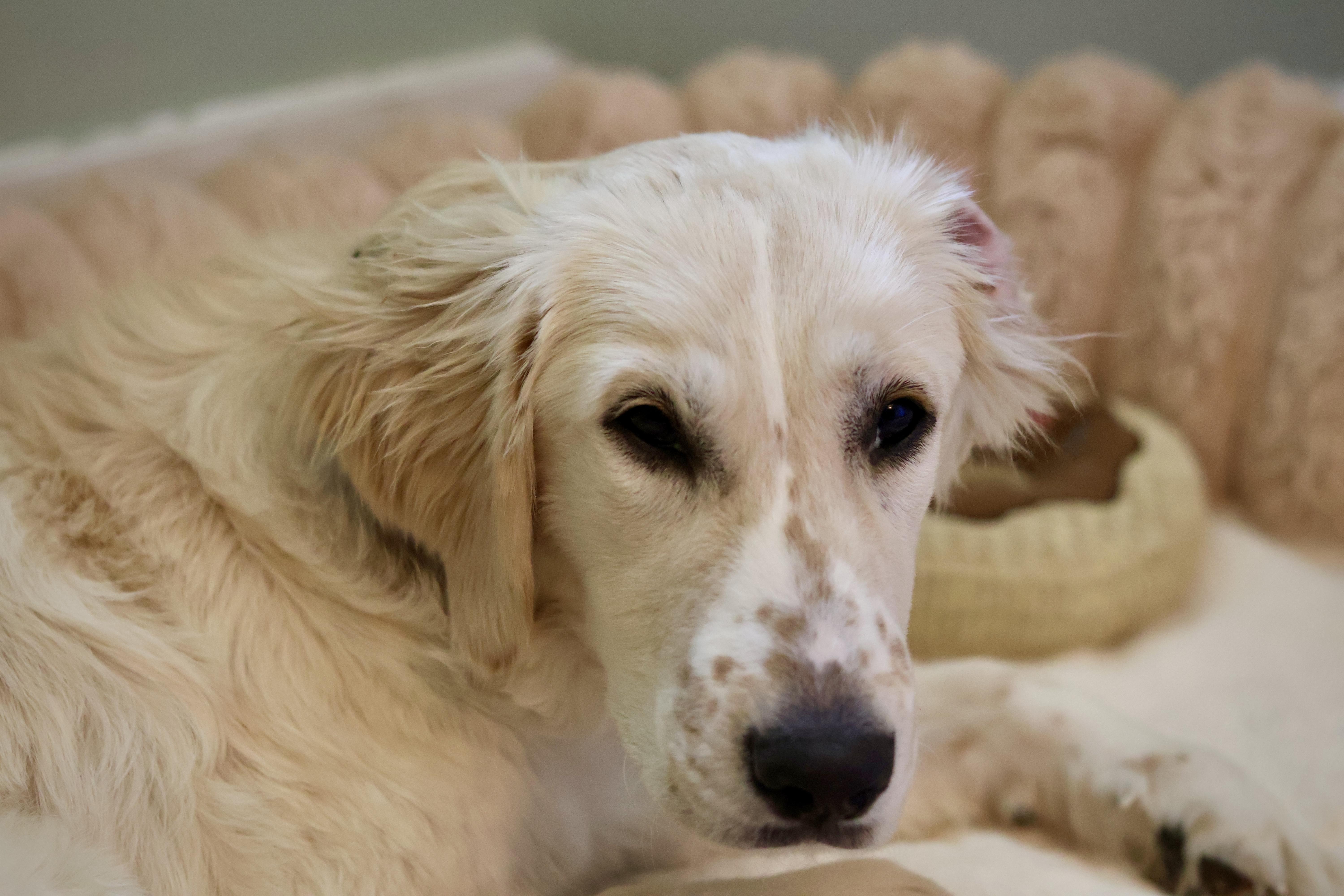 Freckles thumbnail 6