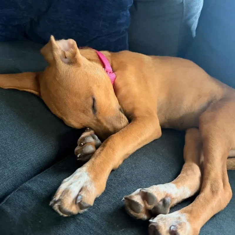 A baby medium-sized female Red / Chestnut / Orange Mixed Breed dog named Darla for adoption in Yaphank, NY