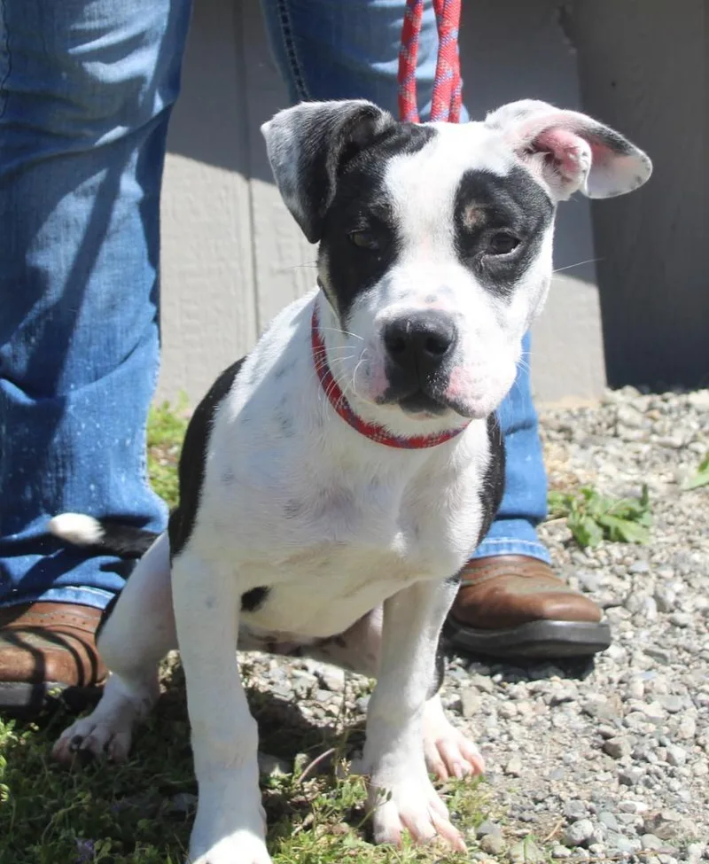 A baby medium-sized female Pit Bull Terrier dog named Donut for adoption in Vacaville, CA