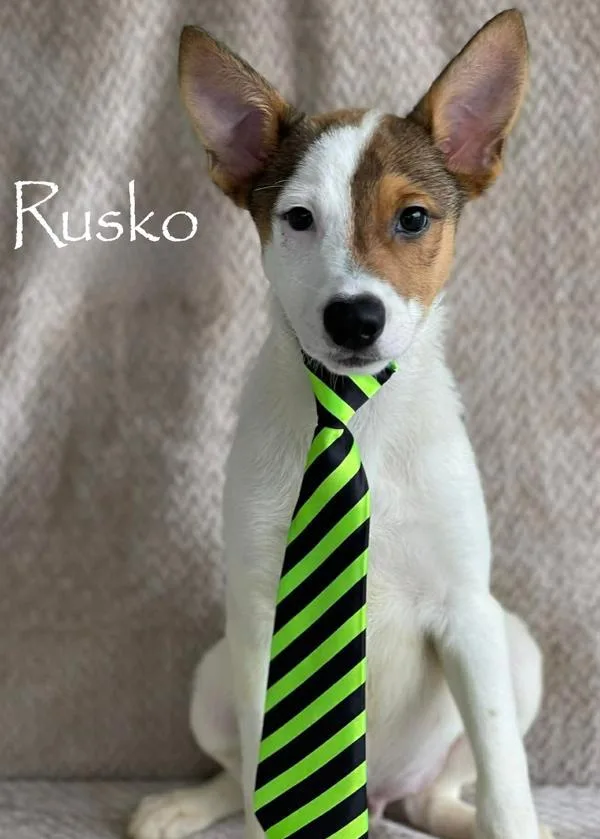 A baby large-sized male Australian Shepherd dog named Rusko for adoption in Sioux City, IA