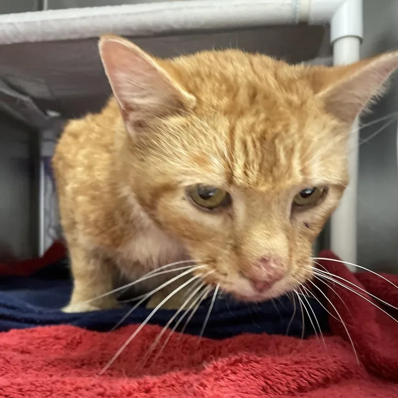 An adult medium-sized male Orange / Red Domestic Short Hair cat named BHSIStray for adoption in International Falls, MN