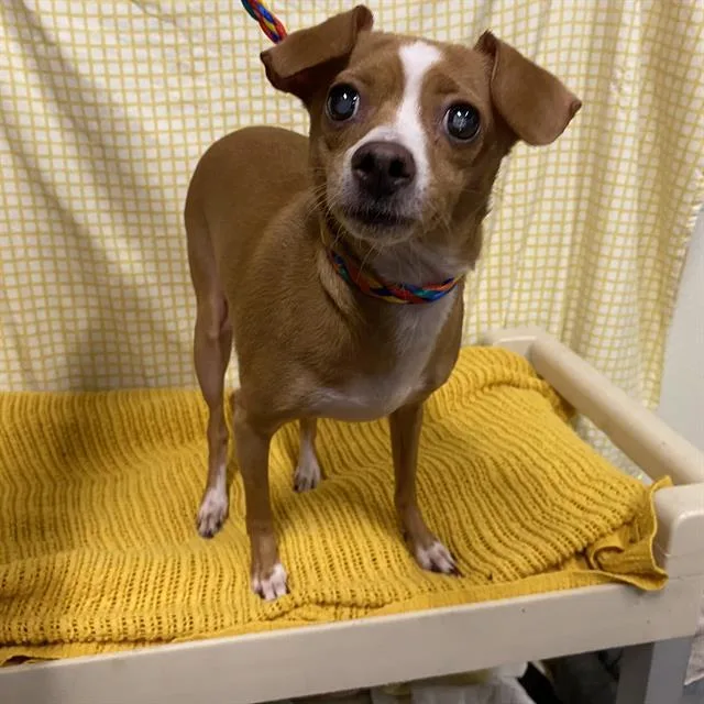 A young small-sized female Chihuahua dog named Mommas for adoption in Modesto, CA