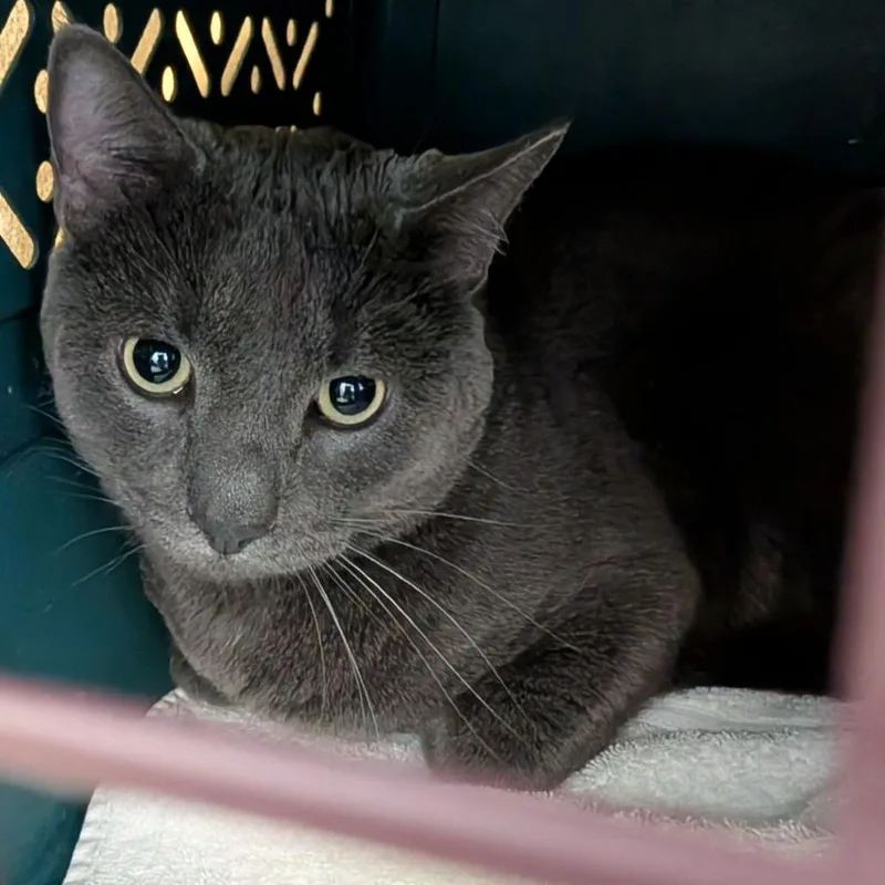 An adult extra large-sized male Gray / Blue / Silver Domestic Short Hair cat named Casper for adoption in Fairport, NY