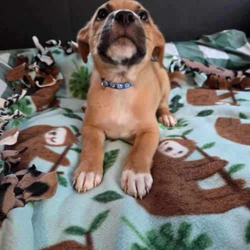 A baby small-sized male Brown / Chocolate Mixed Breed dog named Barrel for adoption in Toms River, NJ