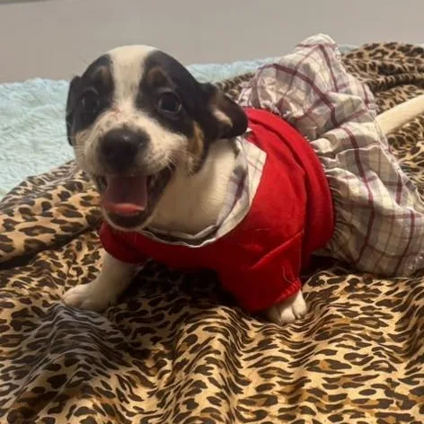 A baby small-sized female Tricolor (Brown, Black, & White) Jack Russell Terrier dog named Millie for adoption in Miami, FL