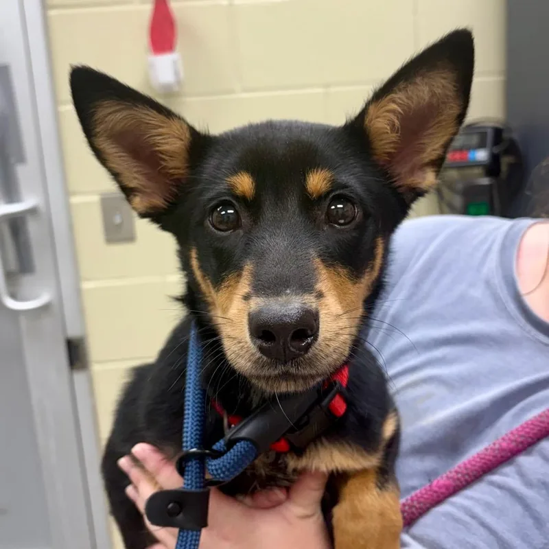 A baby medium-sized female Sable Mixed Breed dog named Sadie for adoption in Springboro, OH