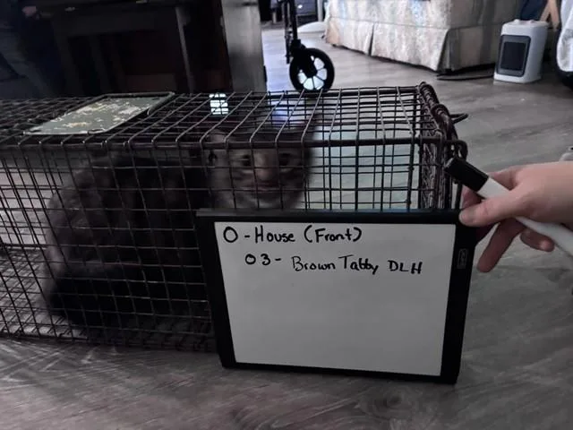 An adult small-sized male Domestic Long Hair cat named O for adoption in Oklahoma City, OK