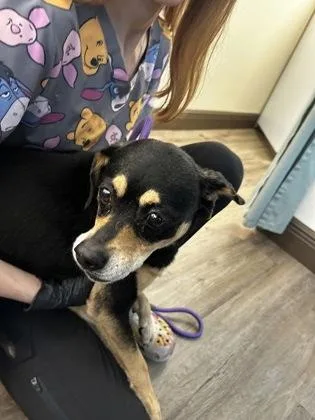 An adult small-sized female Hound dog named Rosie for adoption in Palm Coast, FL