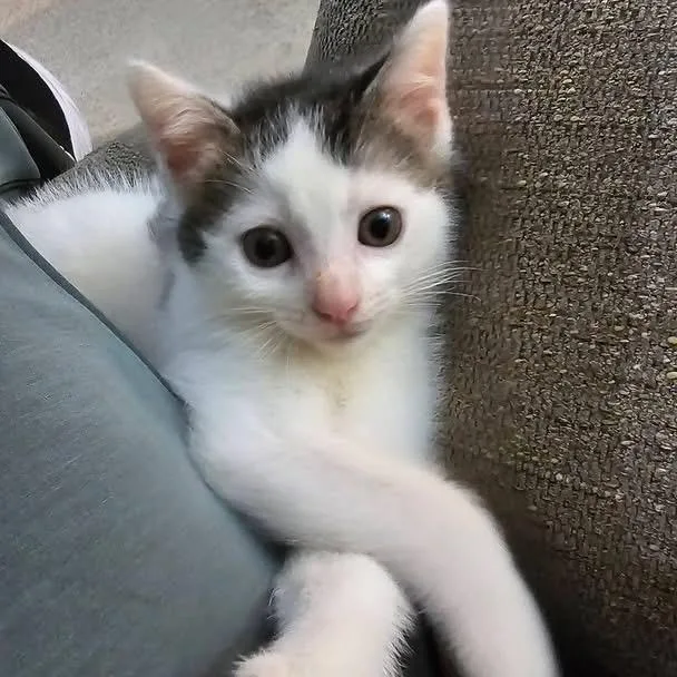 A baby small-sized male Domestic Short Hair cat named Cookies for adoption in Mentor, OH
